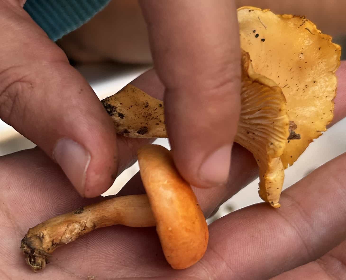 IMG 7025 HygrophoropsysAurantiacaCantharellus