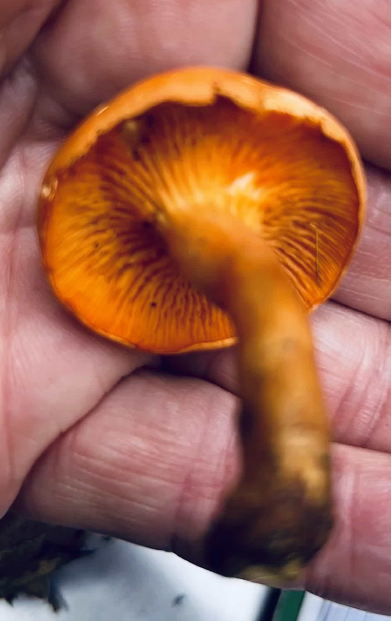 IMG 7026Hygrophoropsis aurantiaca