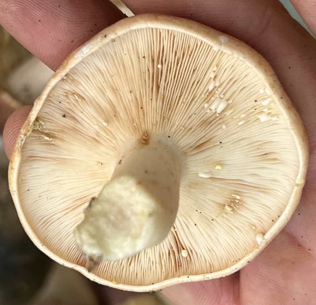 IMG 7036LActariusZonarius