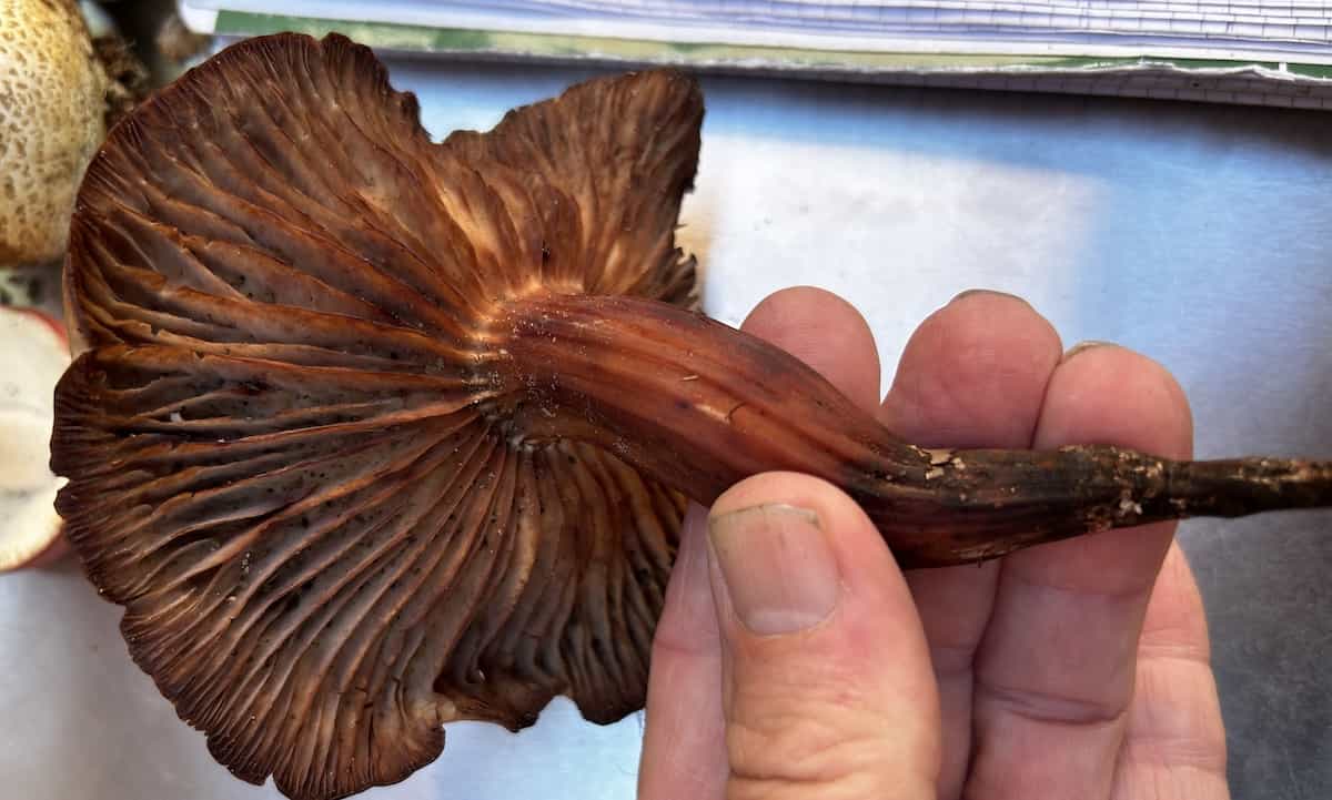 IMG 7070GymnopusCollibiaFusipes