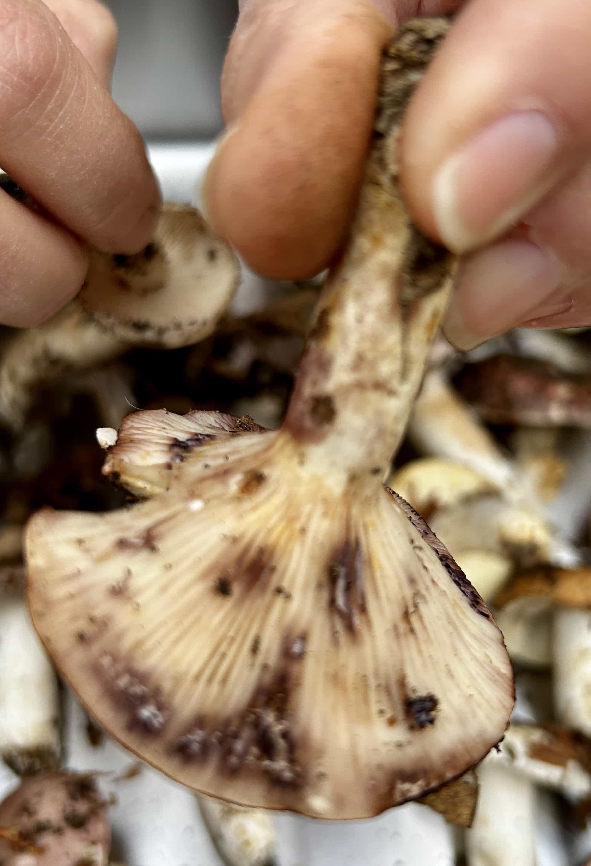 IMG 7142LactariusViolescens