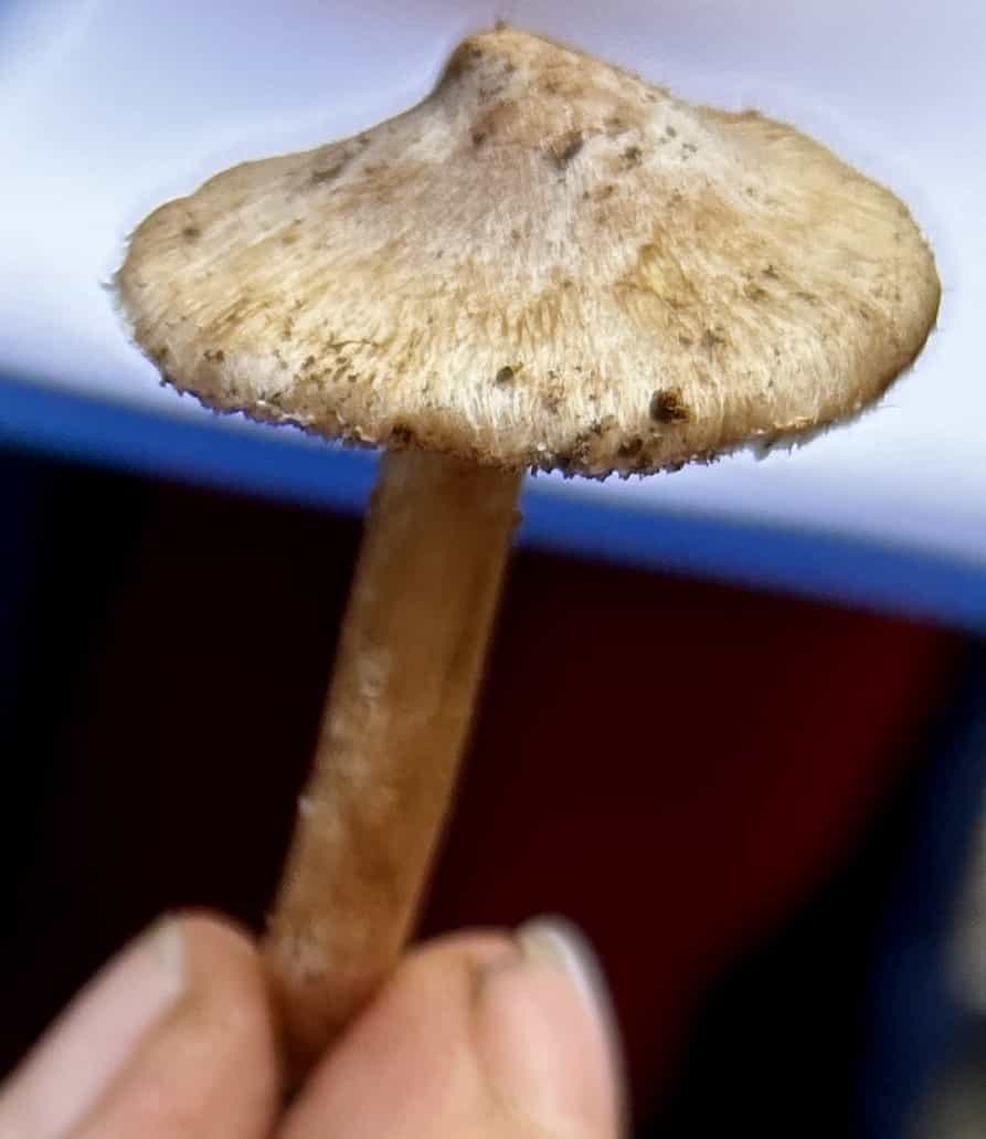 IMG 7151Inocybe