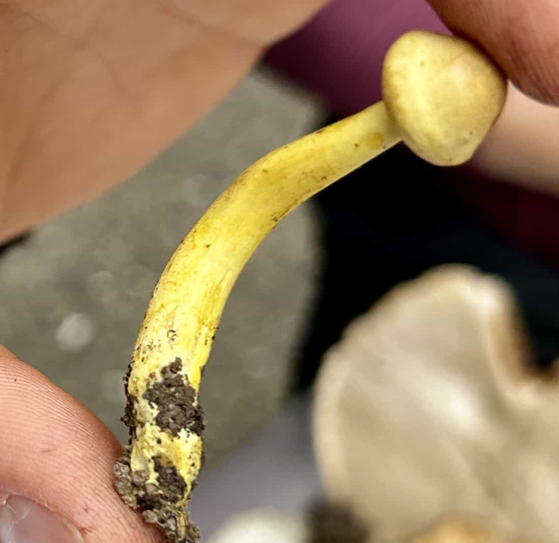 IMG 7182TricholomaSulphureum