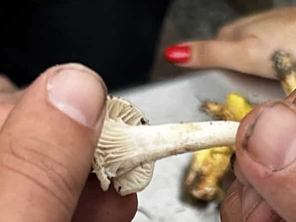 IMG 7267Hygrocybe