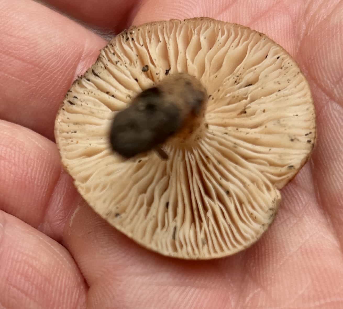 IMG 7270Rodocybe
