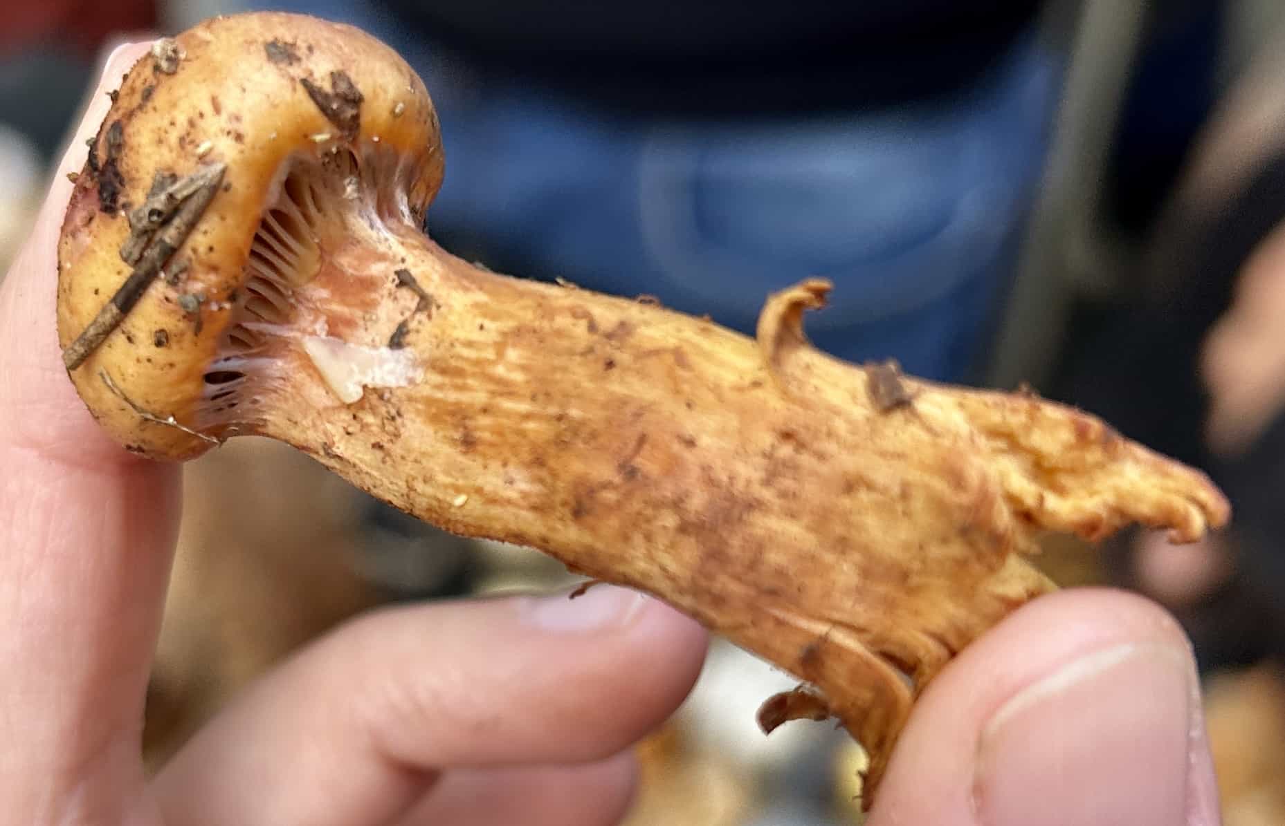 IMG 7275ChroogomphusRutilus