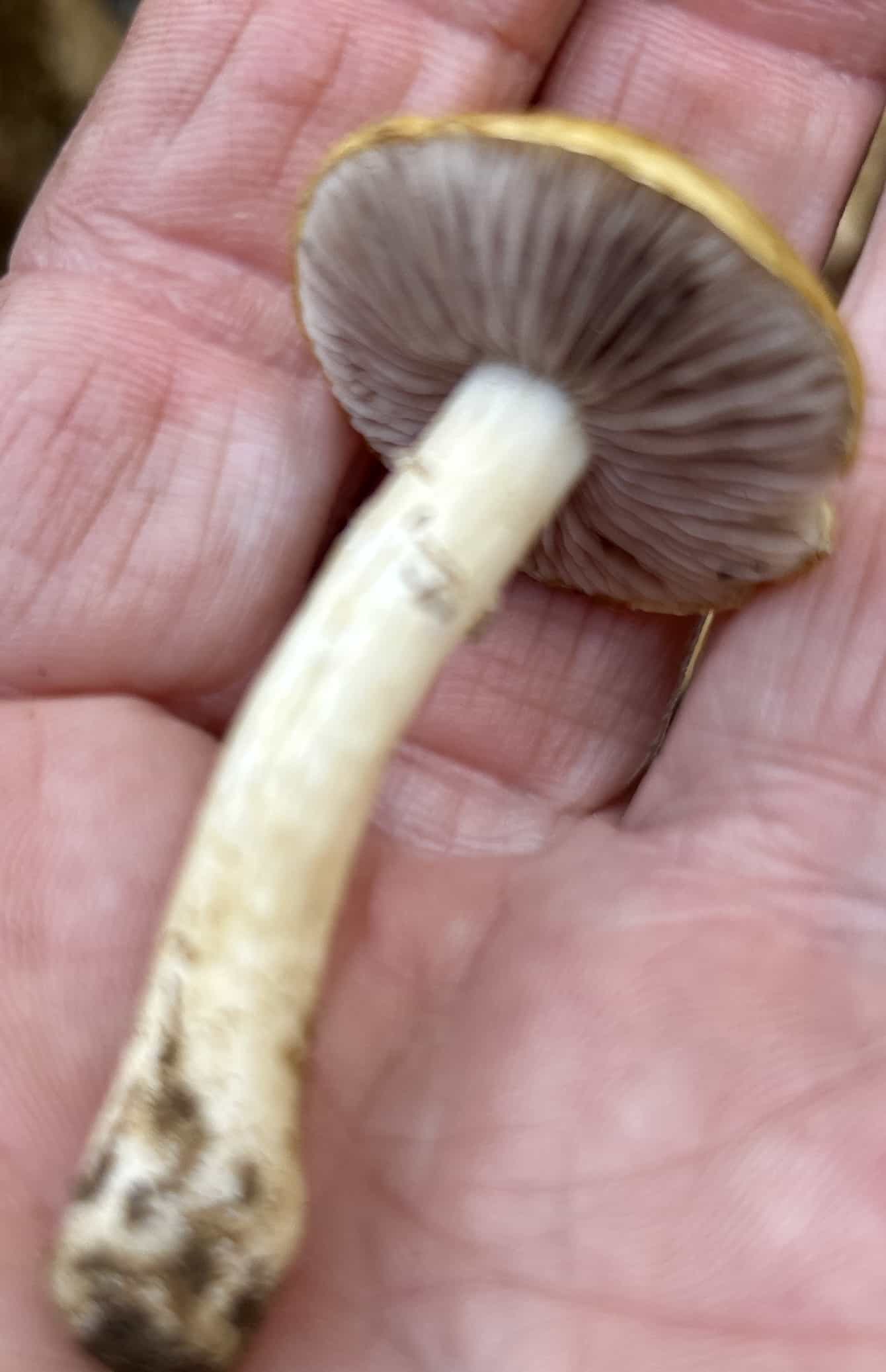 IMG 7285Stropharia