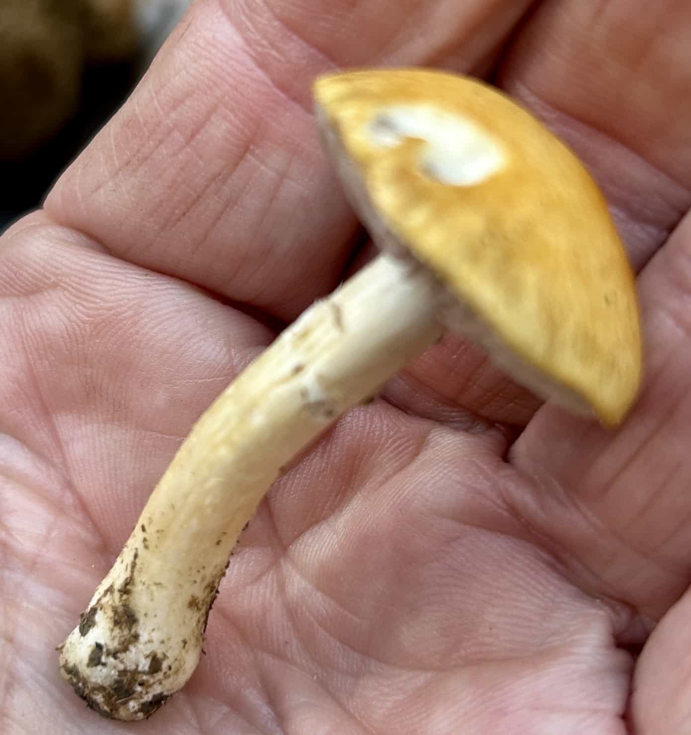 IMG 7286Stropharia