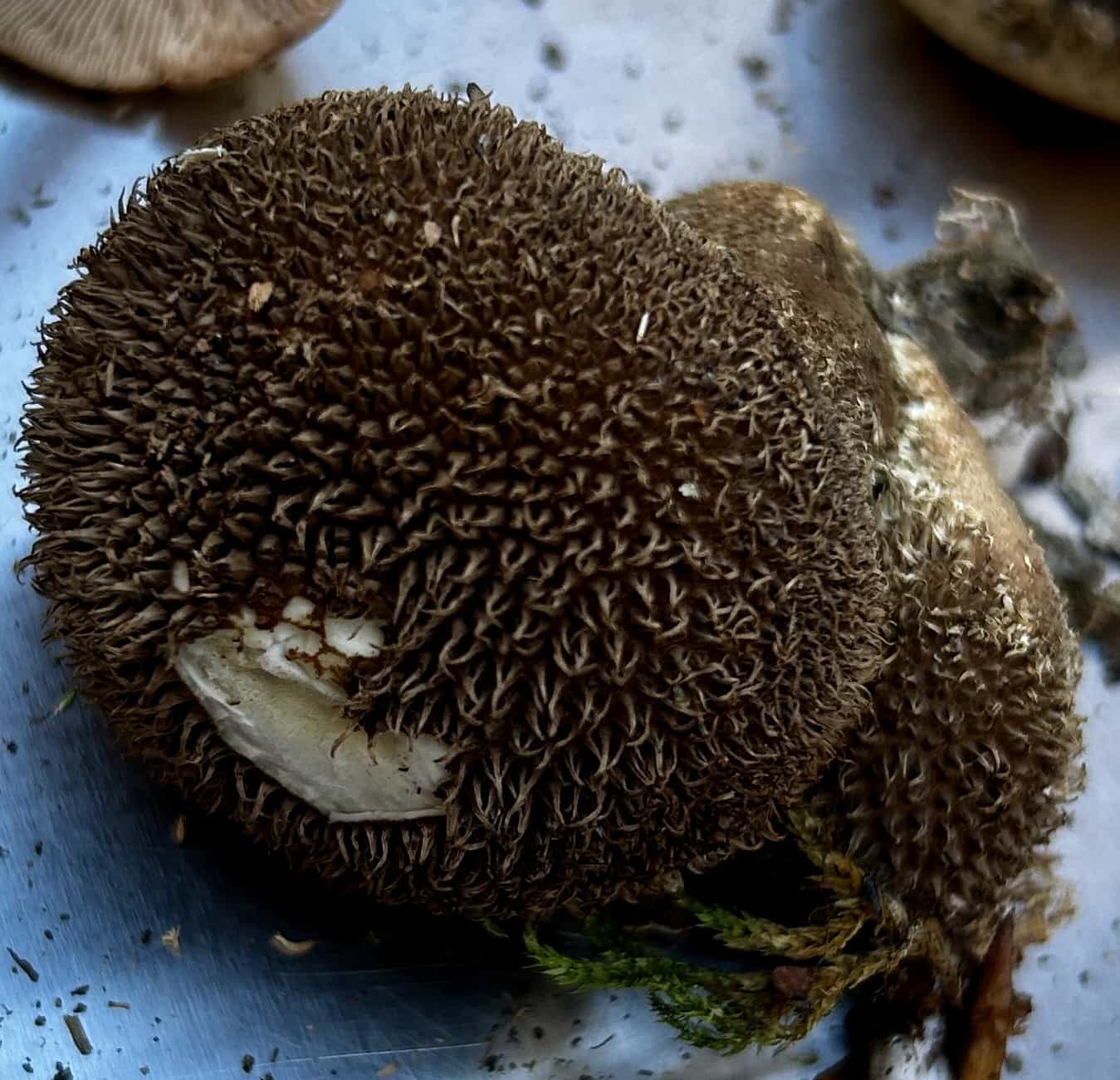 IMG 7290LycoperdomEchinatum