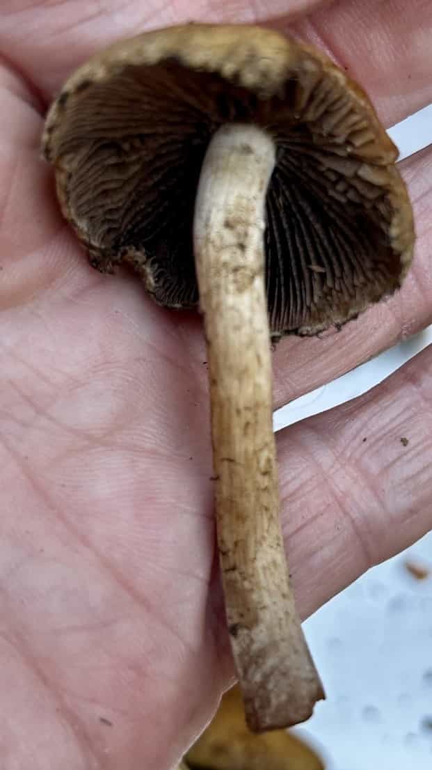 IMG 7296CoprinellusTroncorum