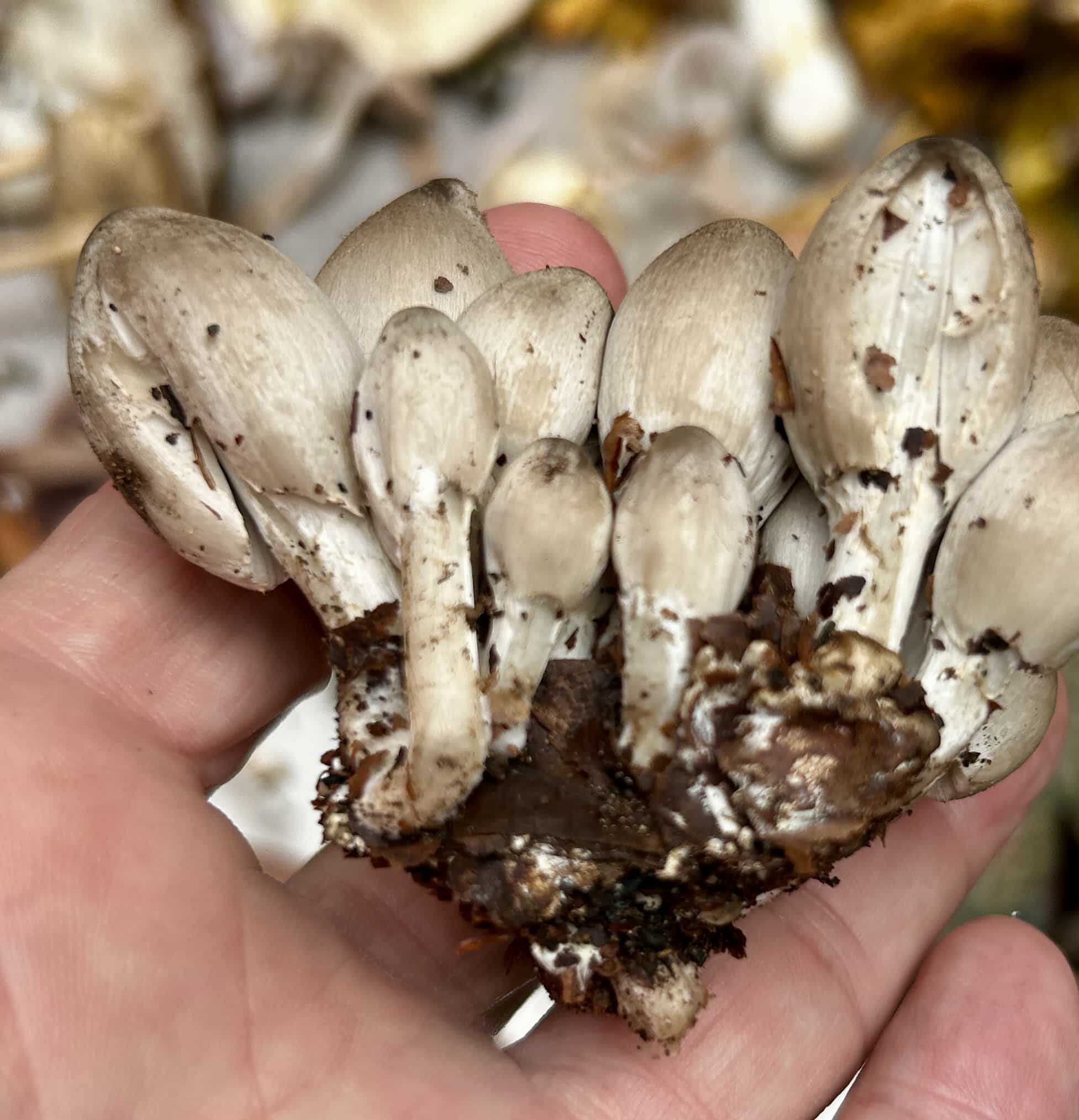 IMG 7312Coprinus