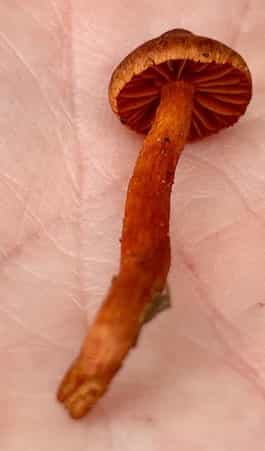 IMG 7315CortinariusDermocybe