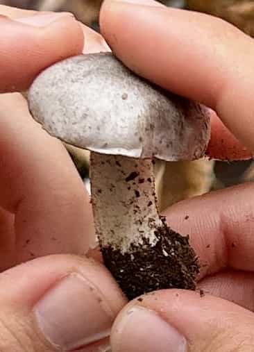 IMG 7319Tricholoma