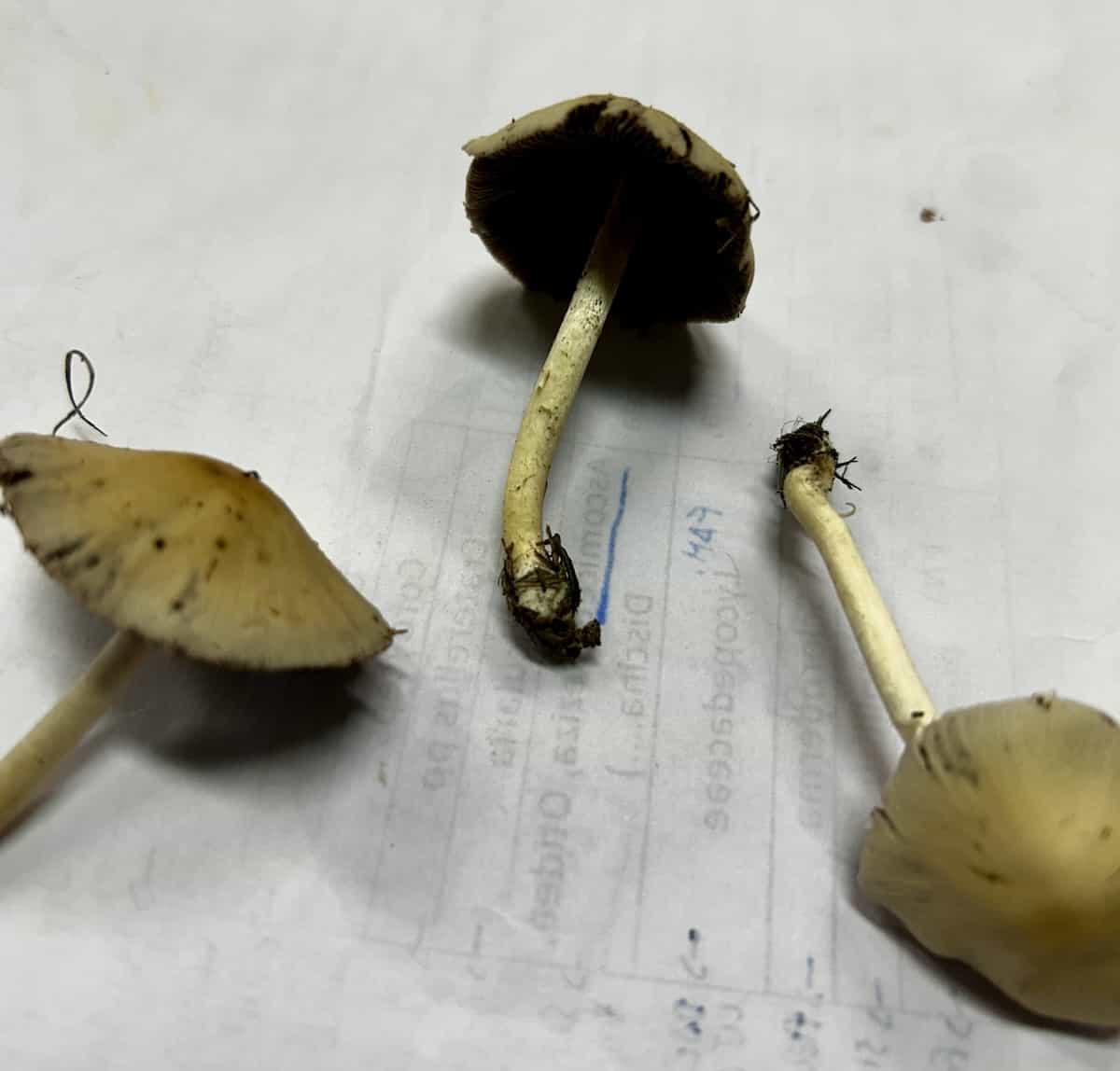 IMG 7348Psathyrella