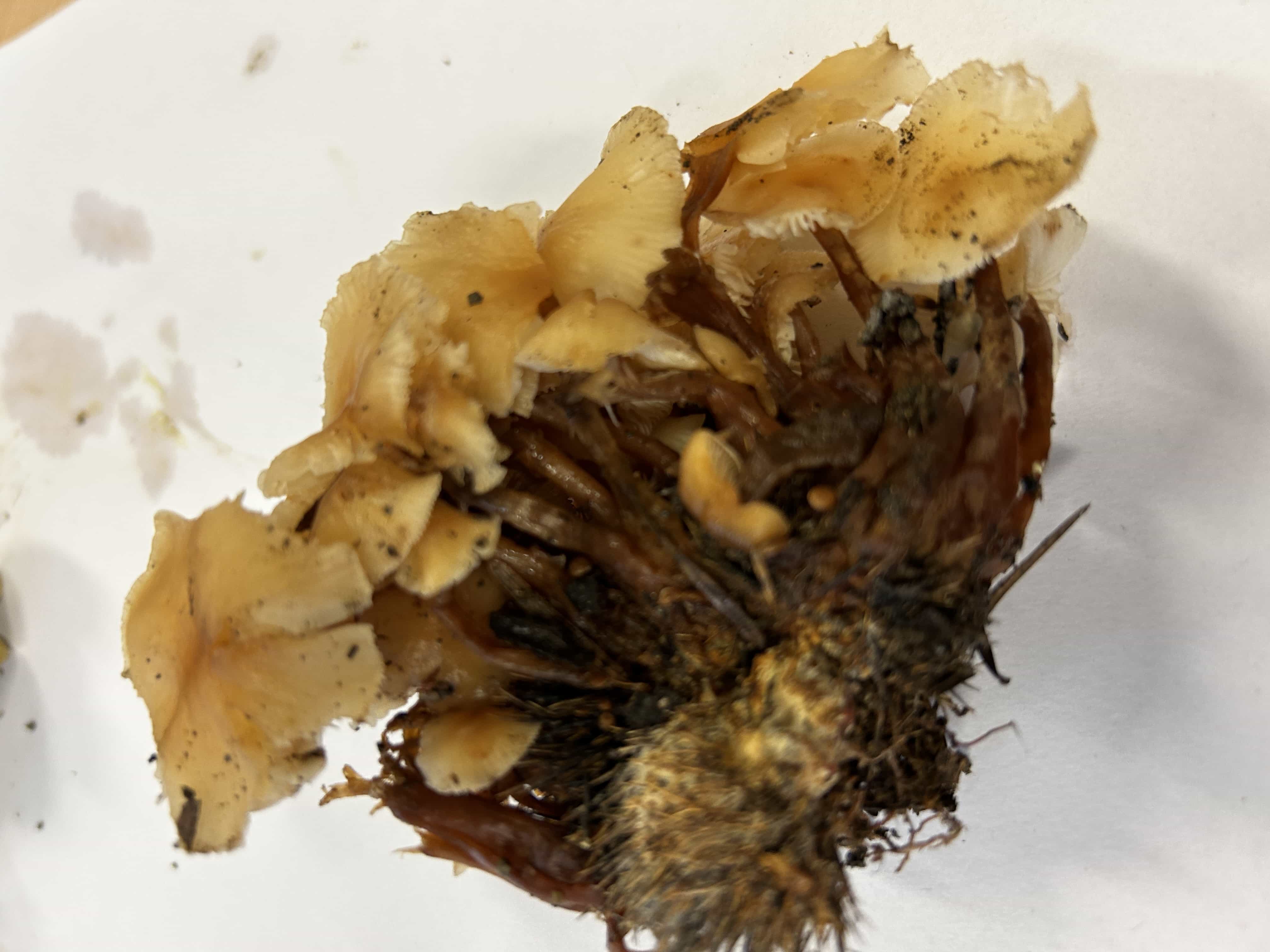 IMG 7357GymnopusCollybiaErytropus