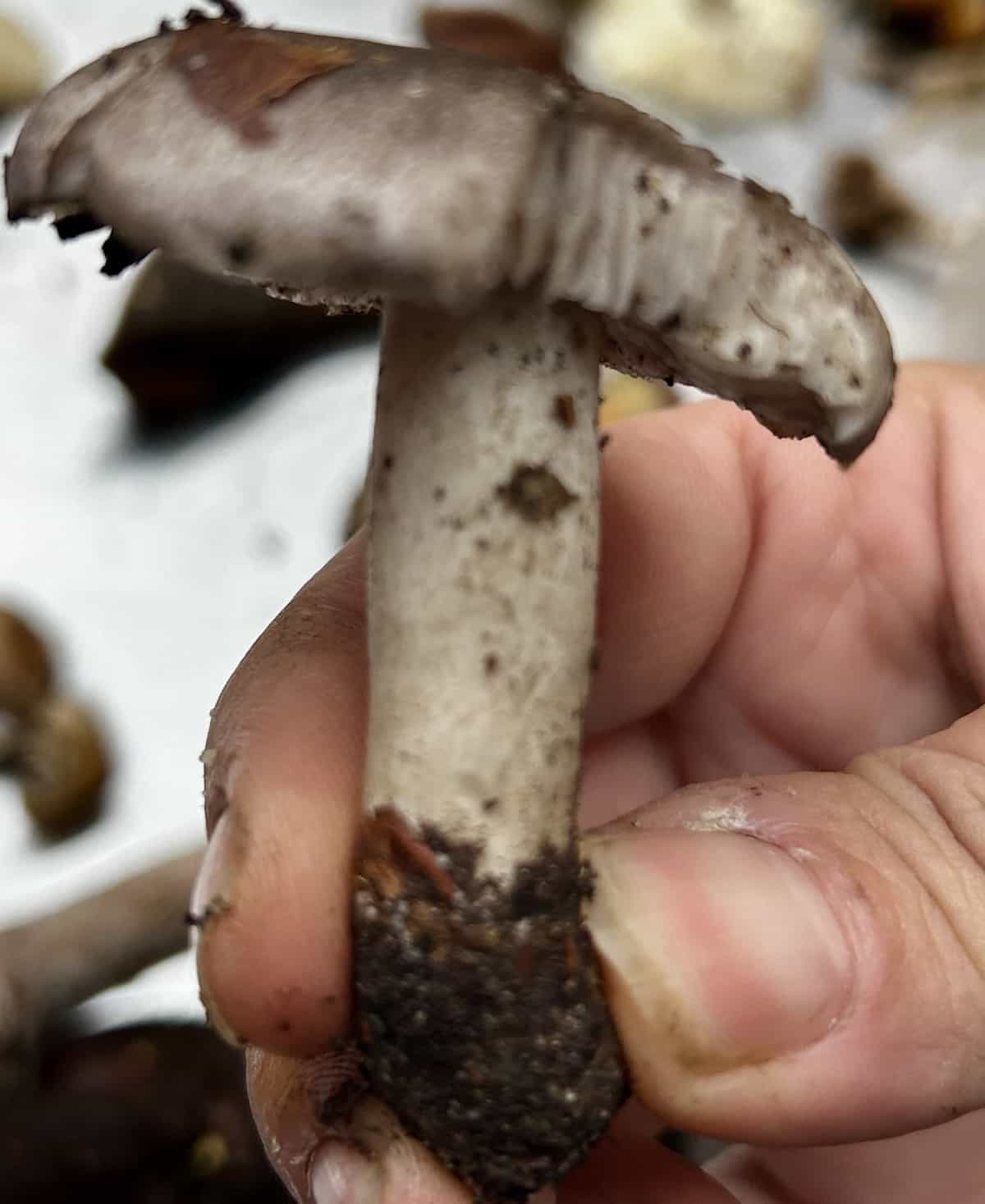 IMG 7366TricholomaSciodes