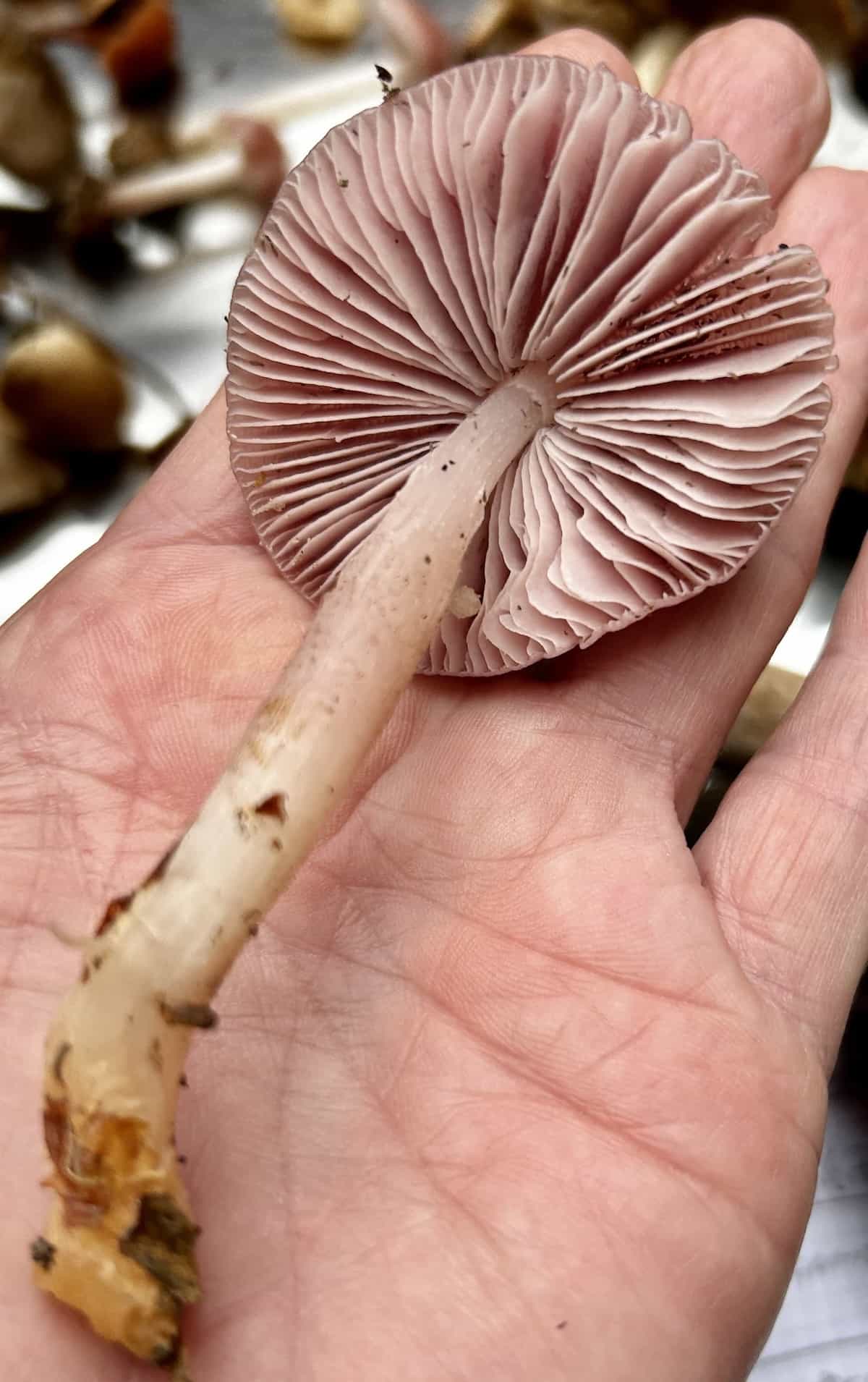 IMG 7377MycenaRosea