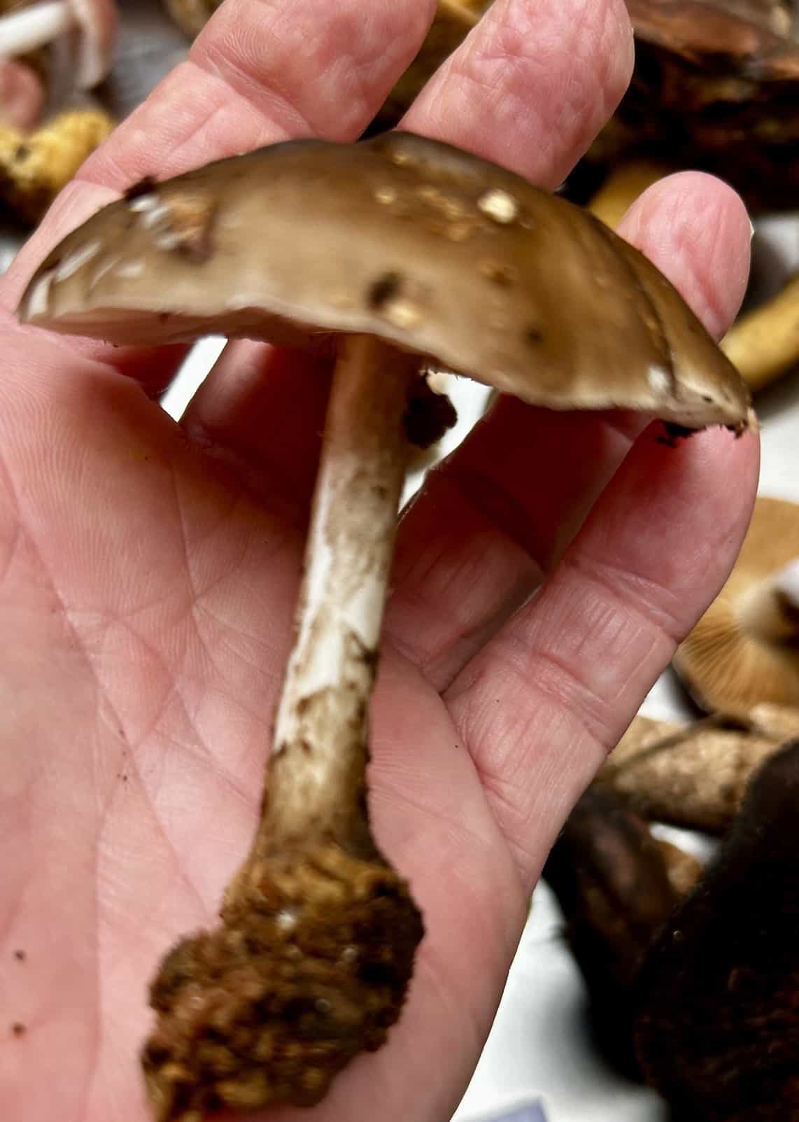 IMG 7397Pluteus