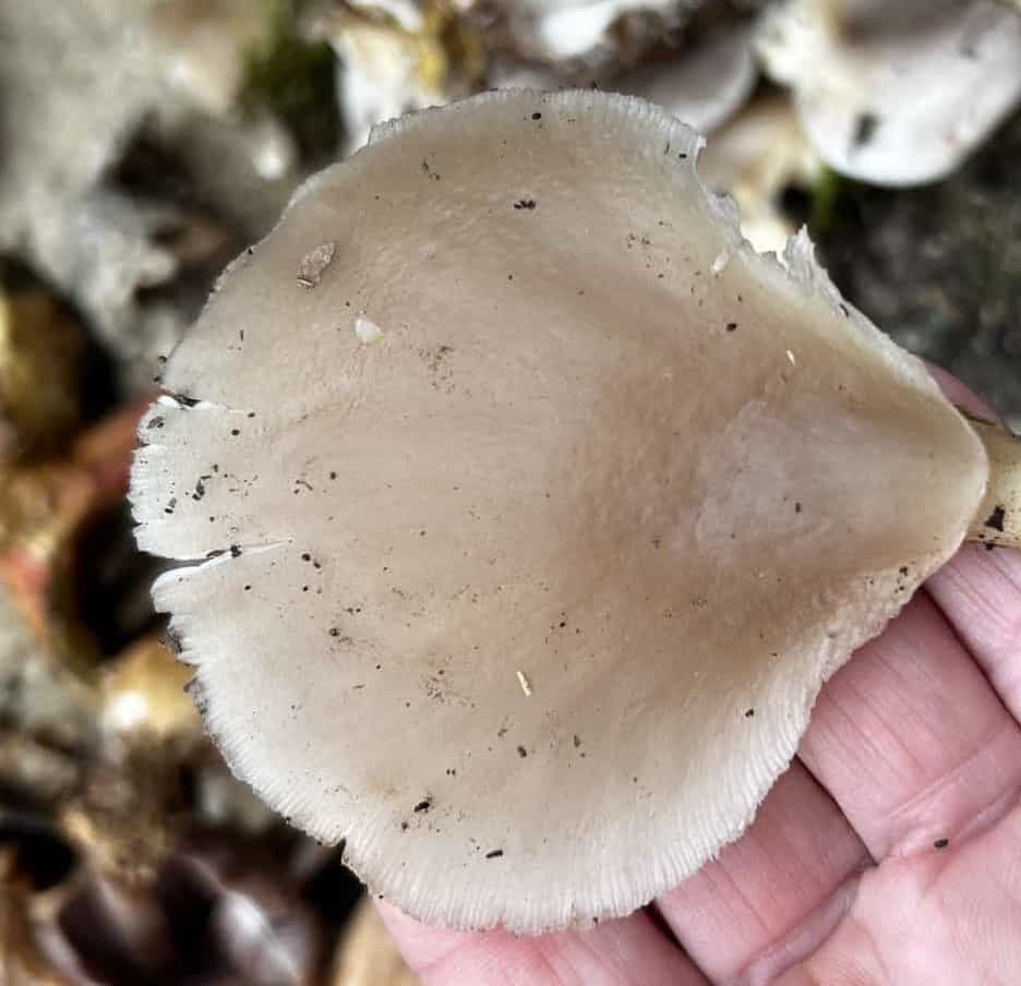 IMG 7403Pleurotus