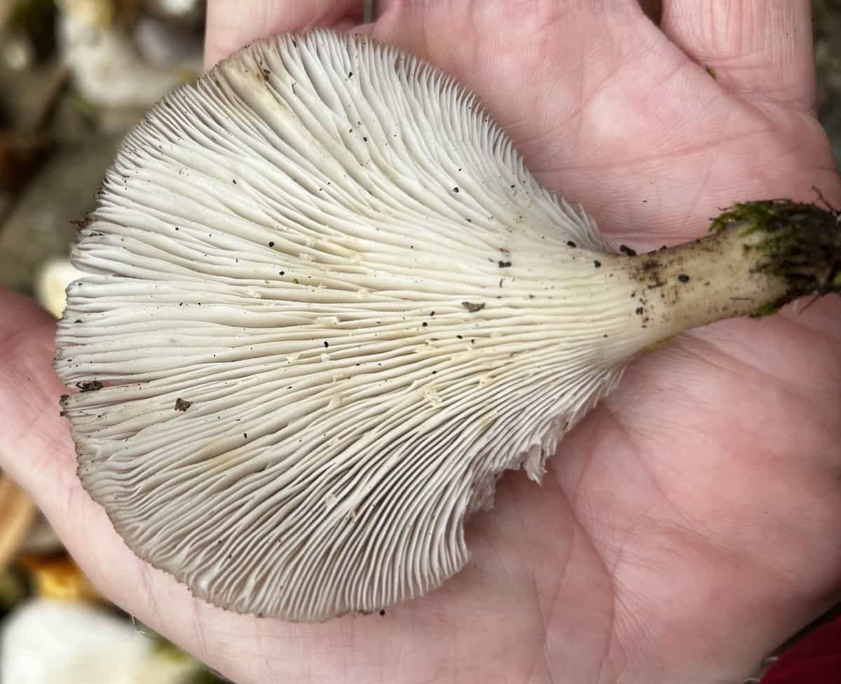IMG 7404Pleurotus