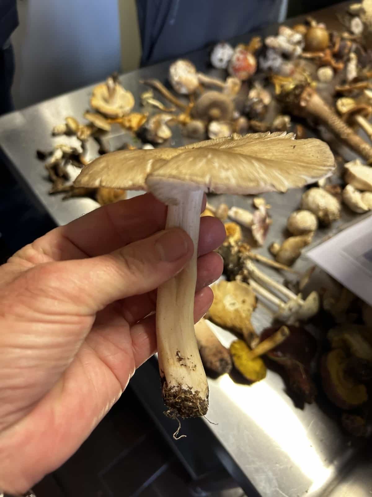 IMG 7405MegaCollybia