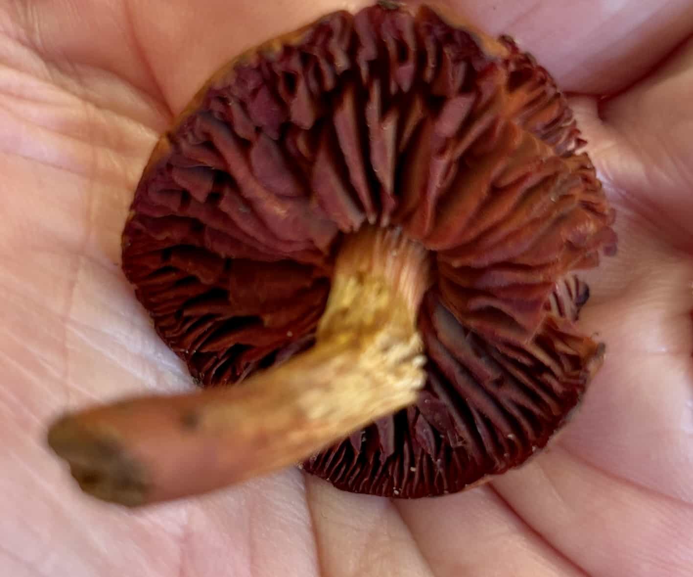 IMG 7412Cortinarius