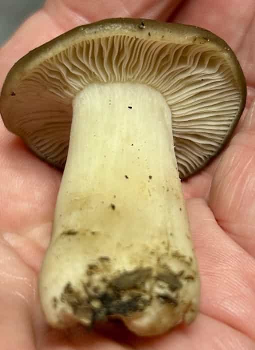 IMG 7421Lyophyllum