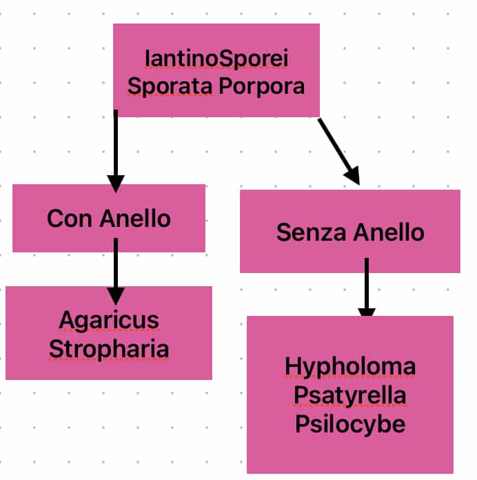 InatinosporeiSporePorpora
