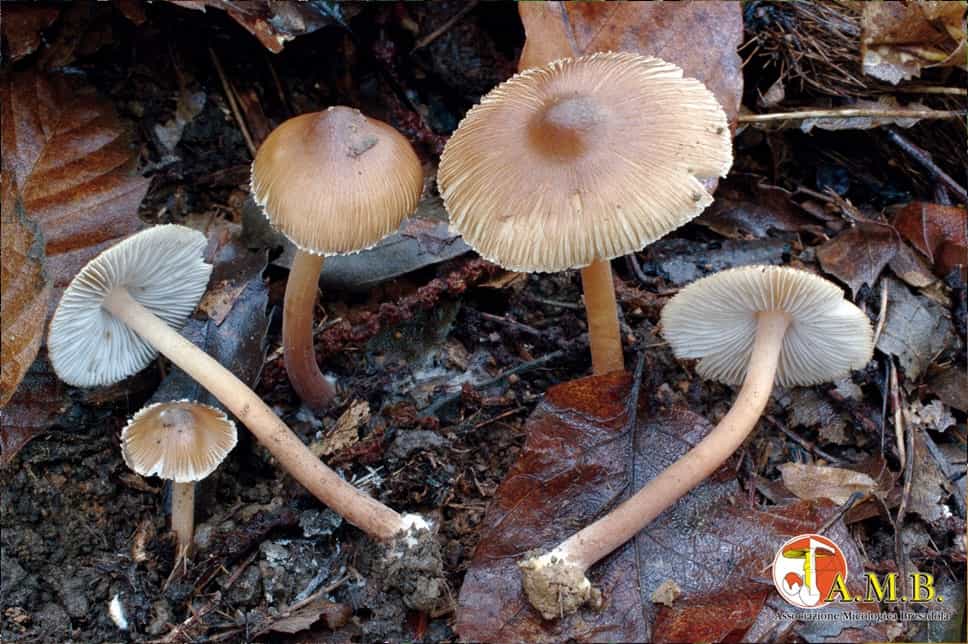 Inocybe asterospora