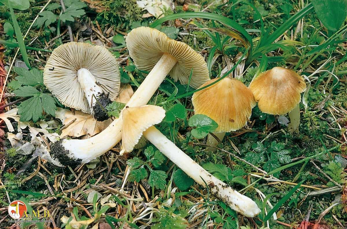 Inocybe rimosa