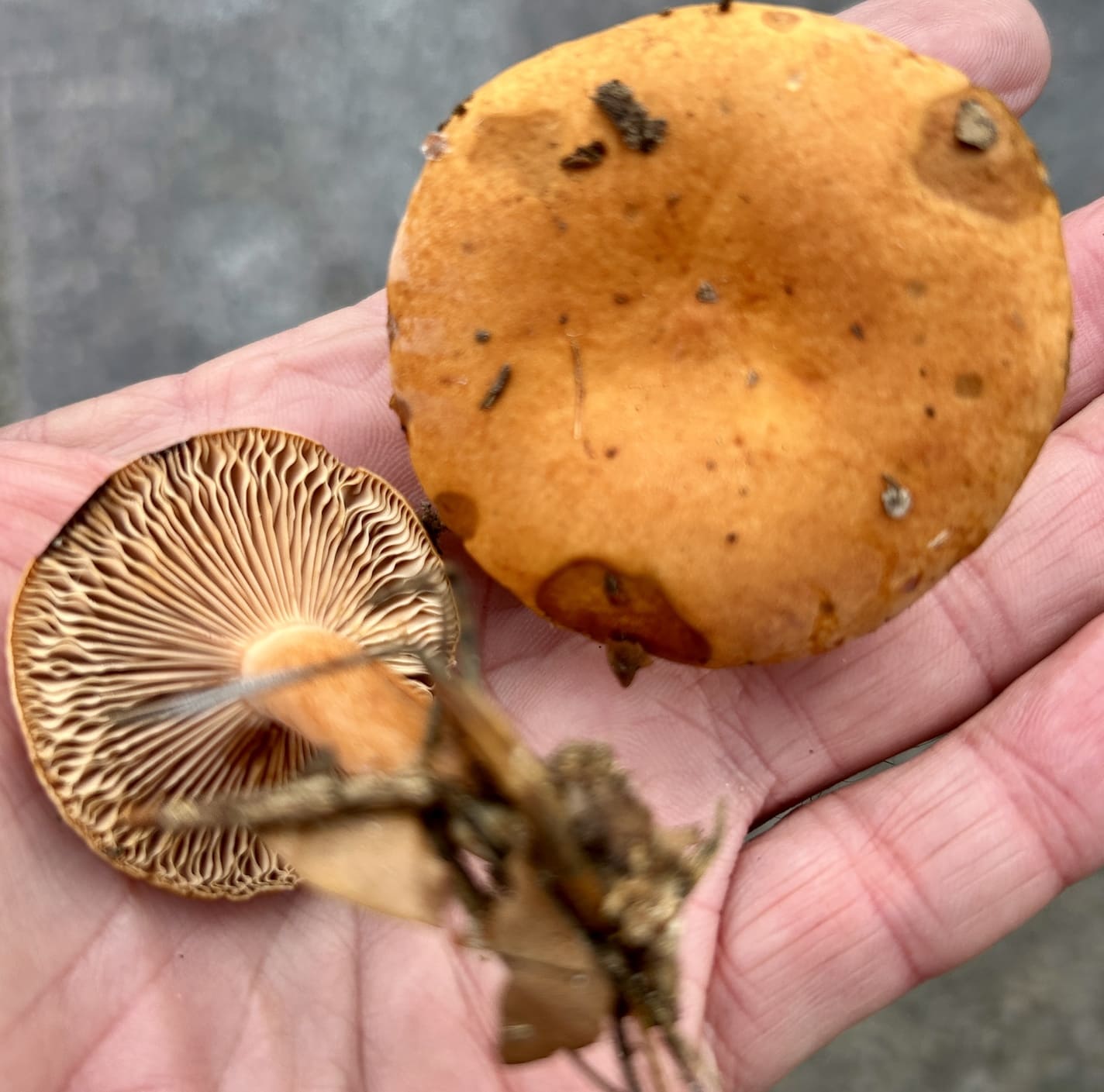 LactariusAurantiacus