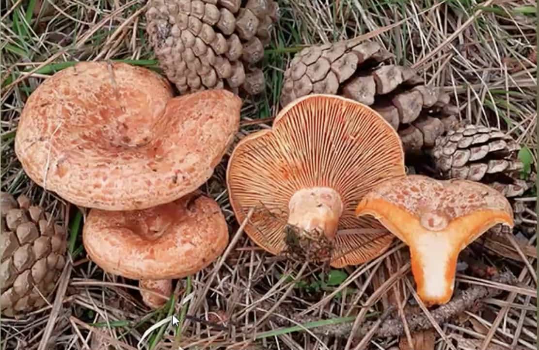LactariusDeliciosus