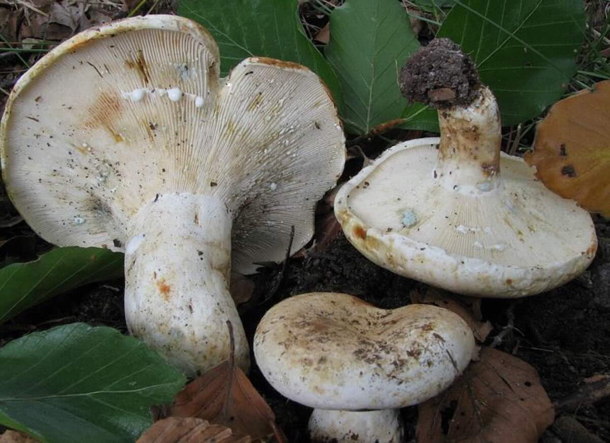 LactariusGlaucescens