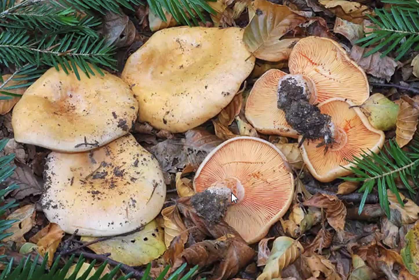 LactariusSalmonicolor