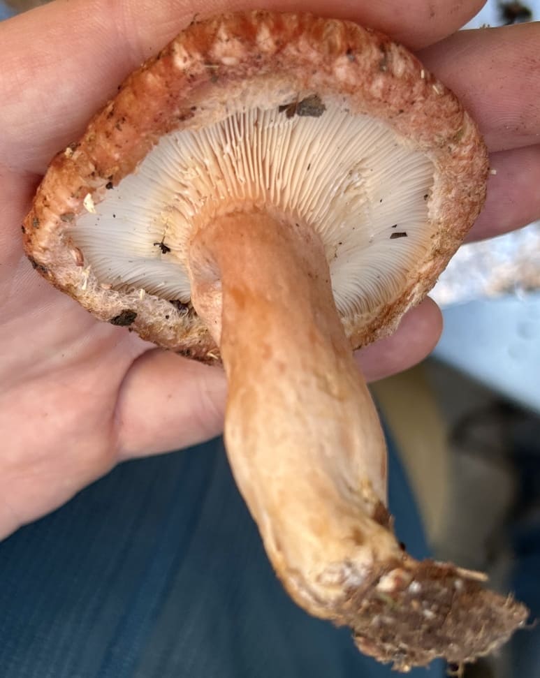 LactariusTorminosus