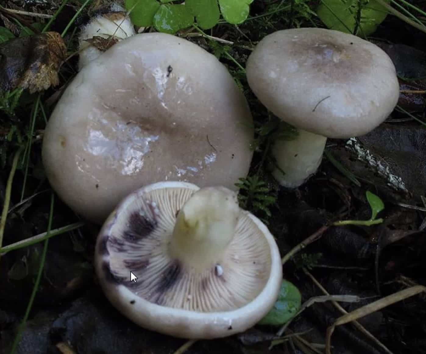 LactariusUvidus
