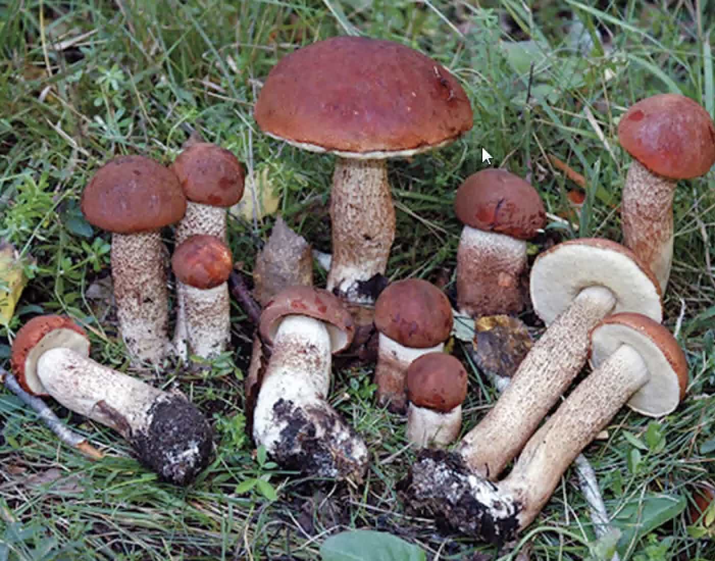 LeccinumAutantiacum