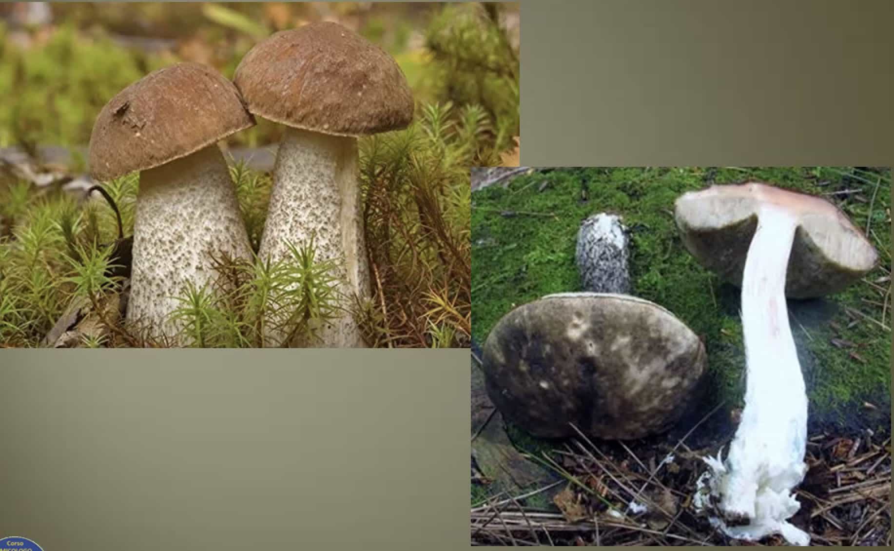 LeccinumScabrum