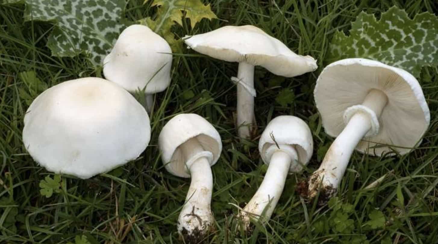 LeucoagaricusLeucothites