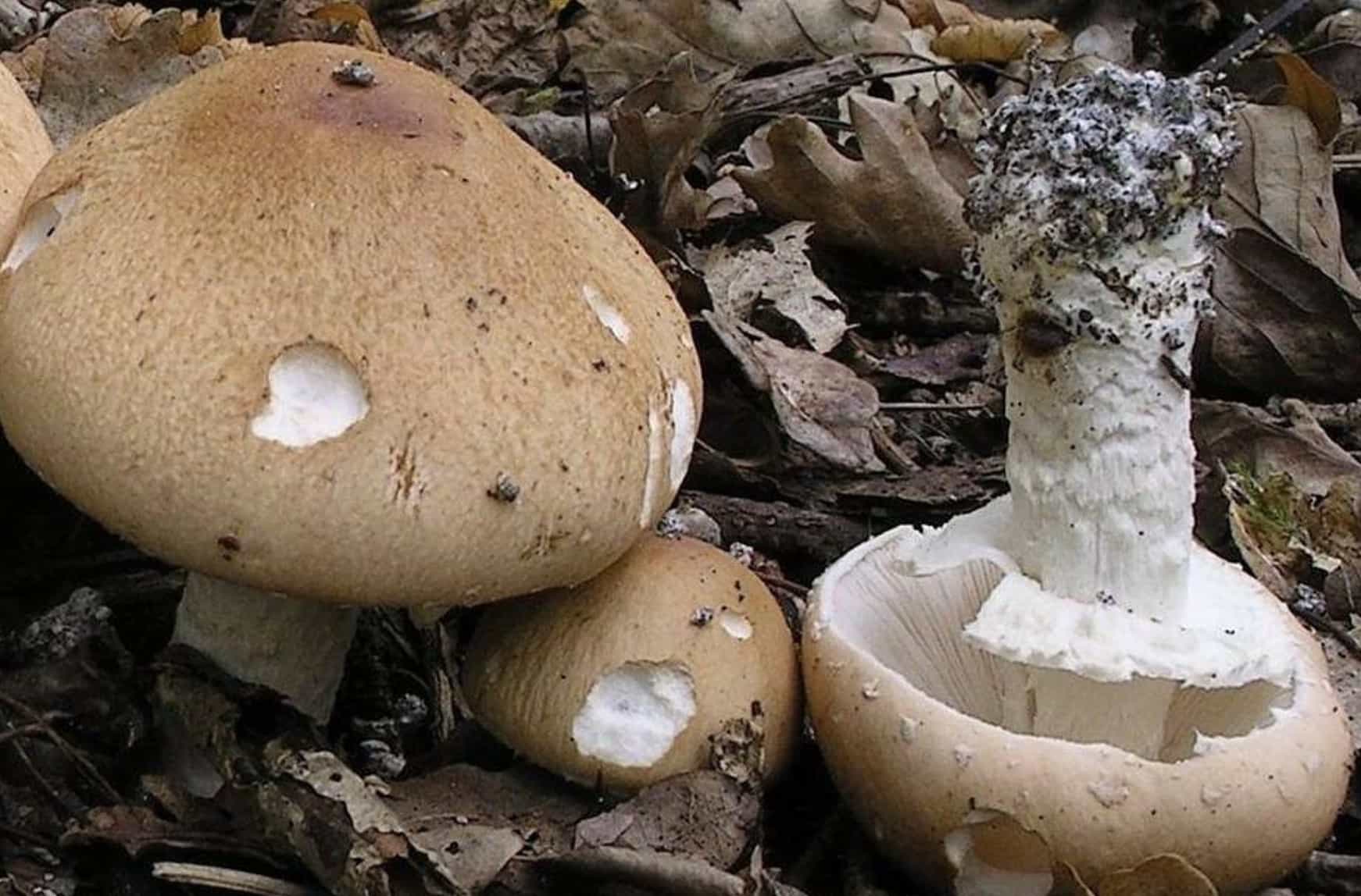 Limacella guttala
