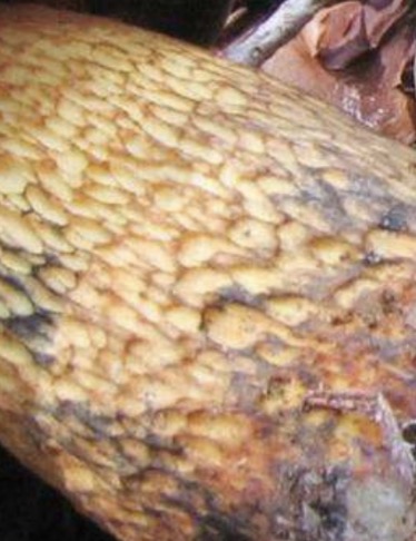 Luridus