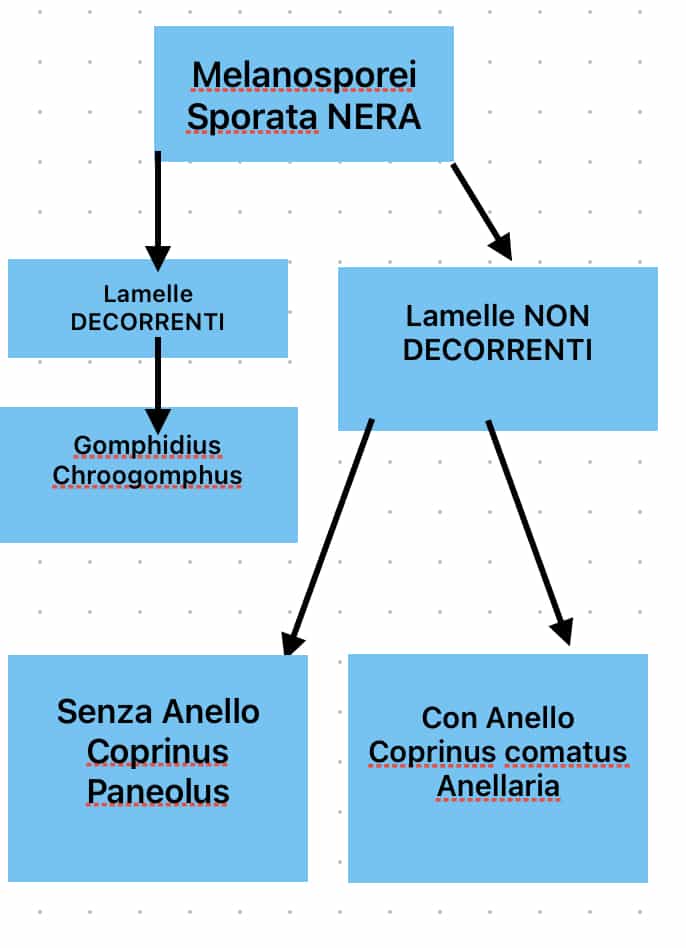 Melanosporei