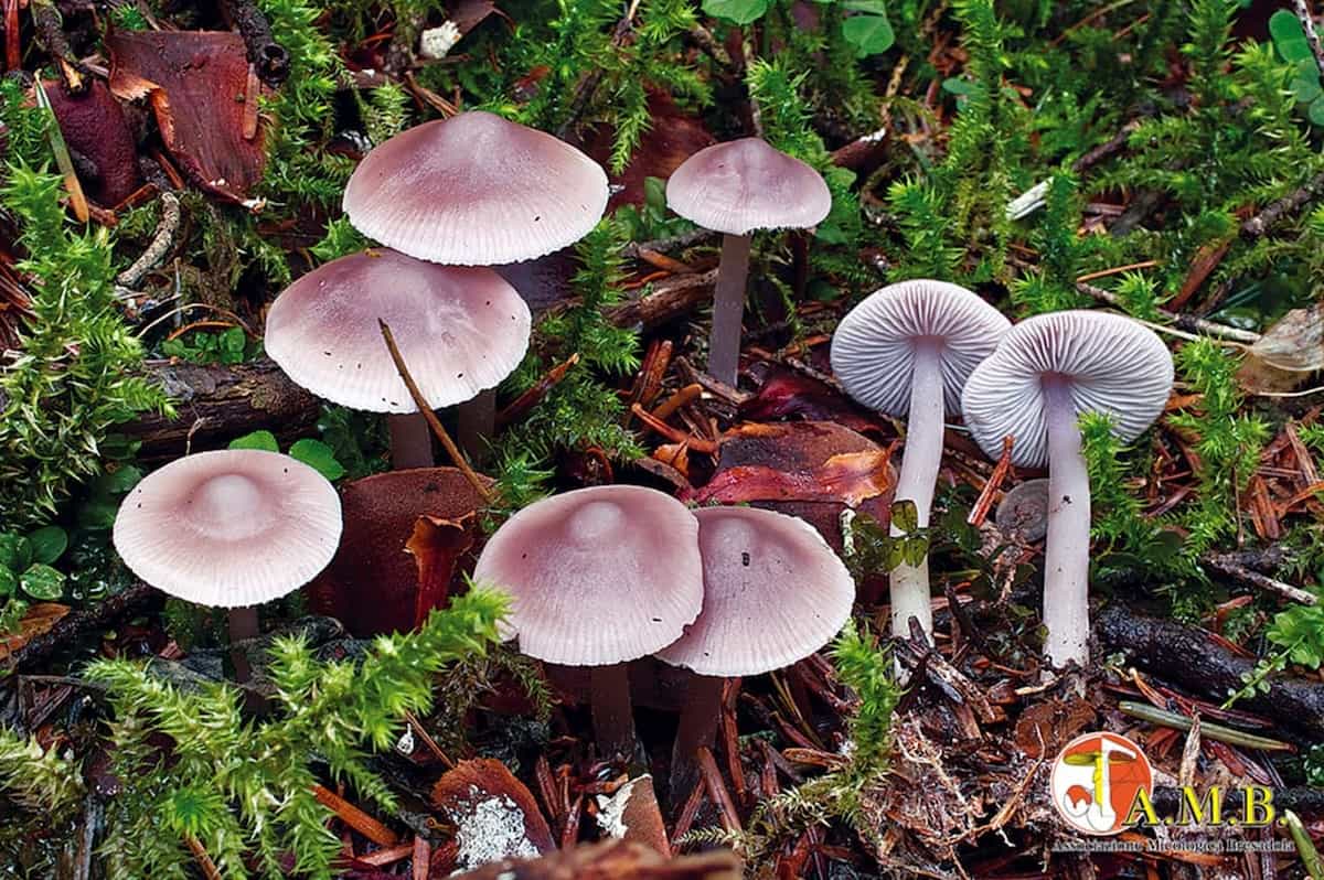 Mycena pura schede funghi velenosi amb bresadola