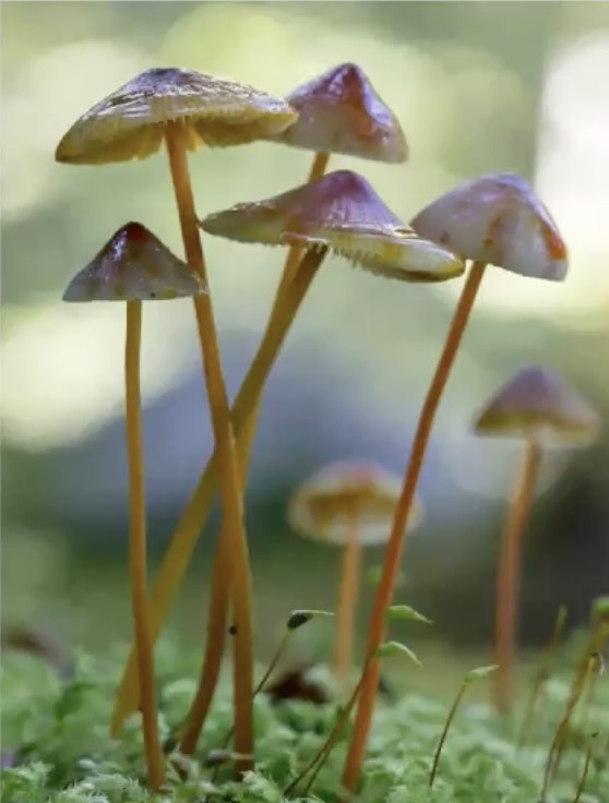 MycenaCrocata1