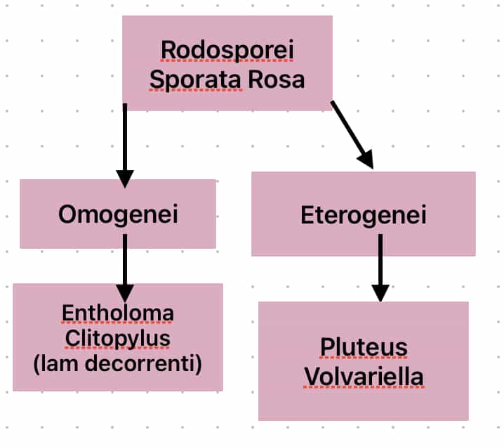RodosporeiSporeRosa