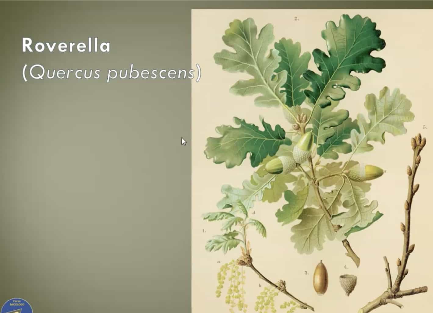 Roverella