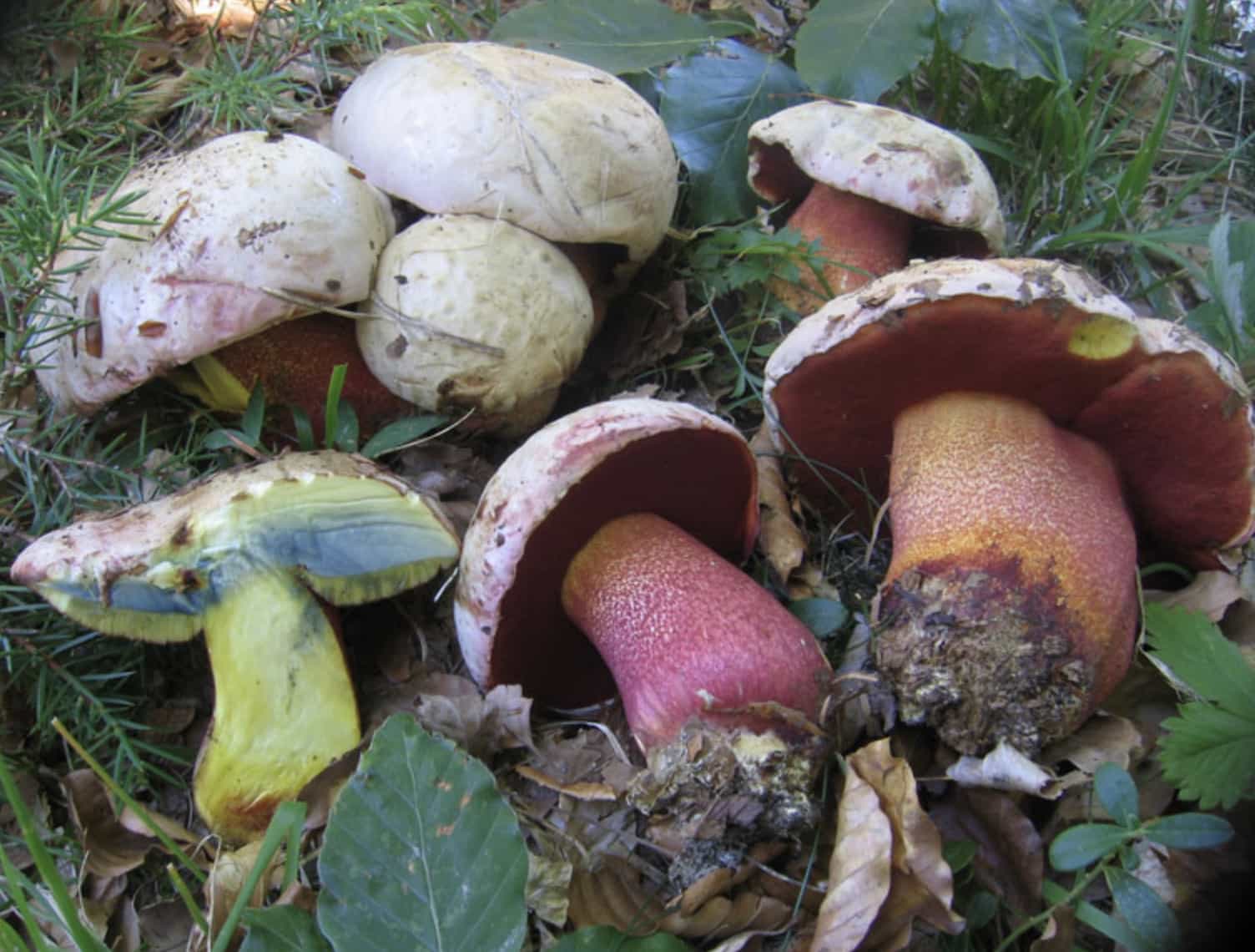 RubroboletusRhodoxanthus1