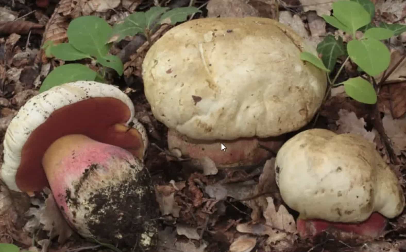RubroboletusSatanas