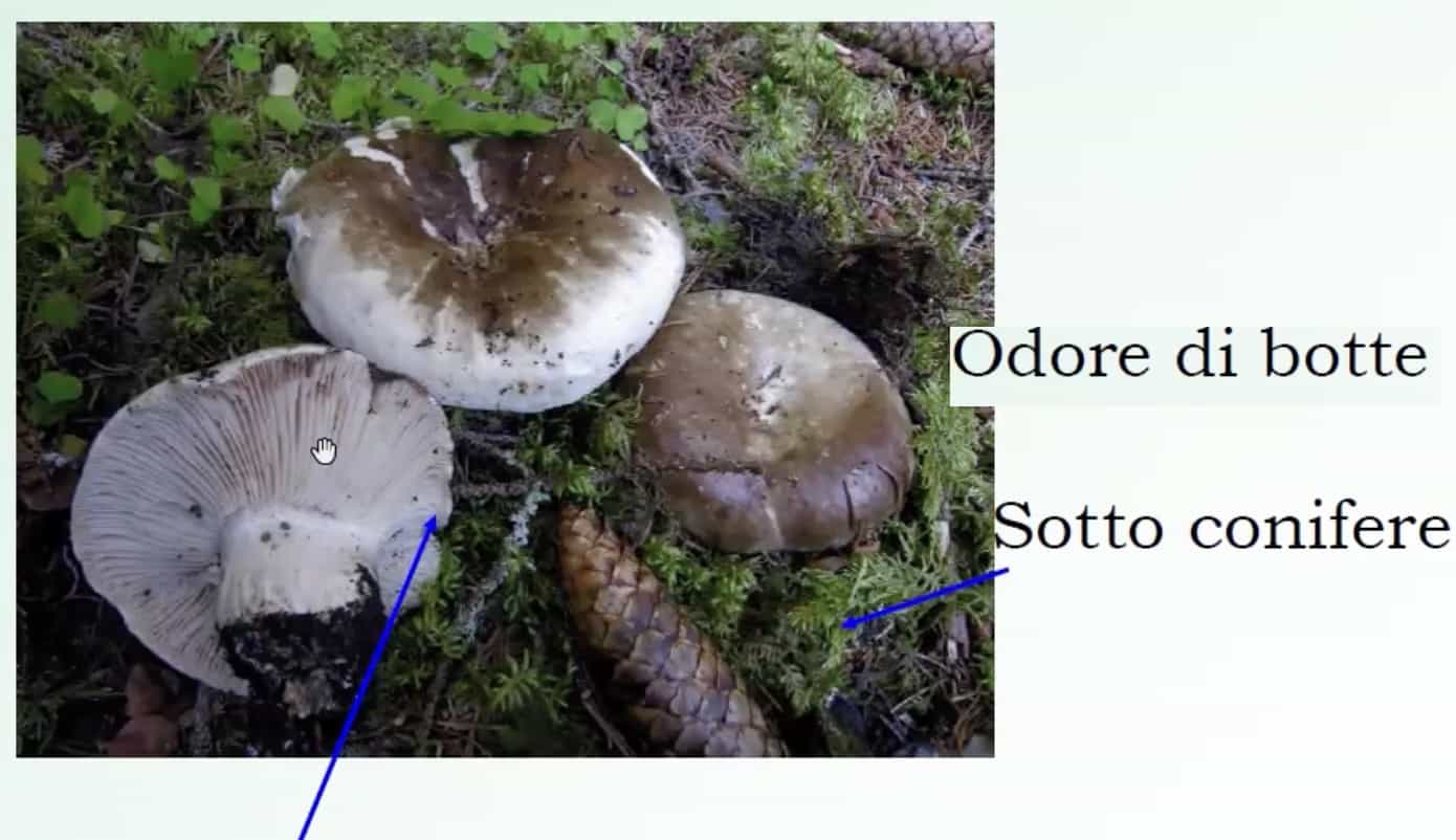 RussulaAdusta