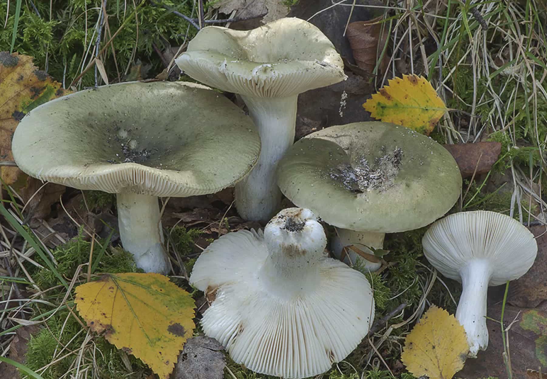 RussulaAeruginea